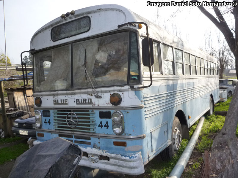 Blue Bird / Mercedes Benz LPO-1113 / Buses Paine