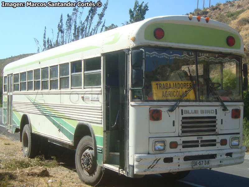 Blue Bird TC-2000 / Transporte de Personal Agrícola (Salamanca)