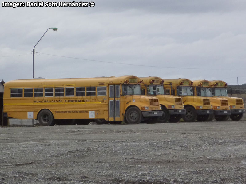 Flota Transporte Escolar I. M. de Puerto Montt | Thomas / International | Blue Bird / International