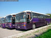 Flota Busscar Jum Buss 340 / Scania K-113CL / Cóndor Bus